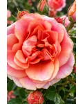 Троянда спрей Тереса|Spray Rose Teresa|Роза спрей Тереса